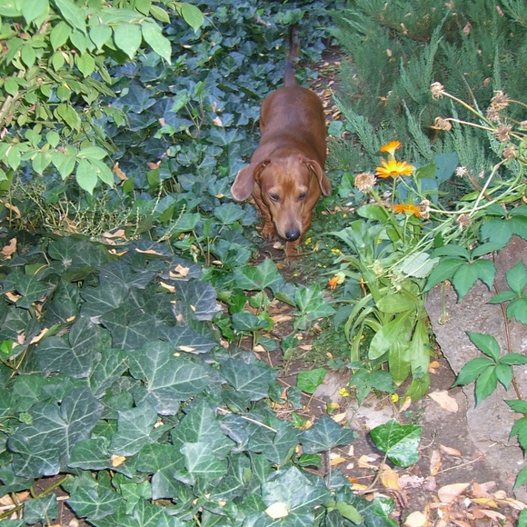 Meet your Posher, Paisley Tweed - Picture 2 of 8